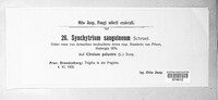 Synchytrium sanguineum image